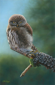 9” x 14” original pastel painting of a pygmy owl on a lichen covered branch rendered in a realistic style by award winning artist Kathie Miller. Prints available