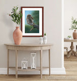 Pastel painting print of a pygmy owl on a lichen covered branch with a mahogany frame and 2” white mat hanging in an entrance hall.  Rendered in a realistic style by award winning artist Kathie Miller.