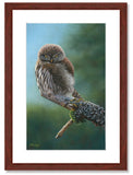 Pastel painting print of a pygmy owl on a lichen covered branch with a mahogany frame and 2” white mat. Rendered in a realistic style by award winning artist Kathie Miller.
