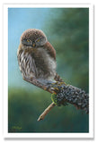 Pastel painting print of a pygmy owl on a lichen covered branch. Rendered in a realistic style by award winning artist Kathie Miller.