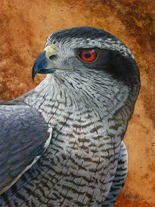 12” x 16” original pastel painting of a Northern Goshawk on gold leaf background rendered in a realistic style by award winning artist Kathie Miller. Originals sold unframed. Prints available.