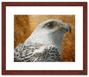 Pastel painting print of a a white gyrfalcon on gold leaf background with a mahogany frame and 2” white mat. Rendered in a realistic style by award winning artist Kathie Miller.