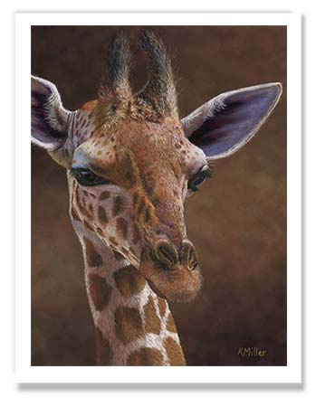 Pastel painting print of a young giraffe. Rendered in a realistic style by award winning artist Kathie Miller.