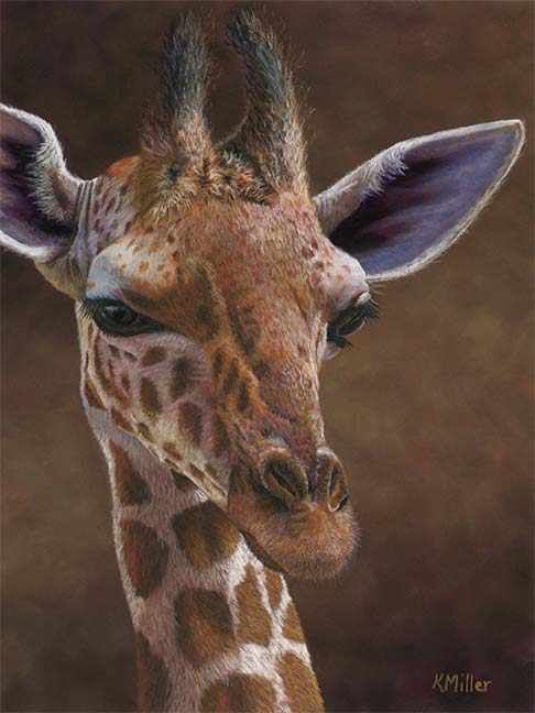 9” x 12” Original pastel painting of a young giraffe rendered in a realistic style by award winning artist Kathie Miller. Original art is shipped unframed. Prints available.