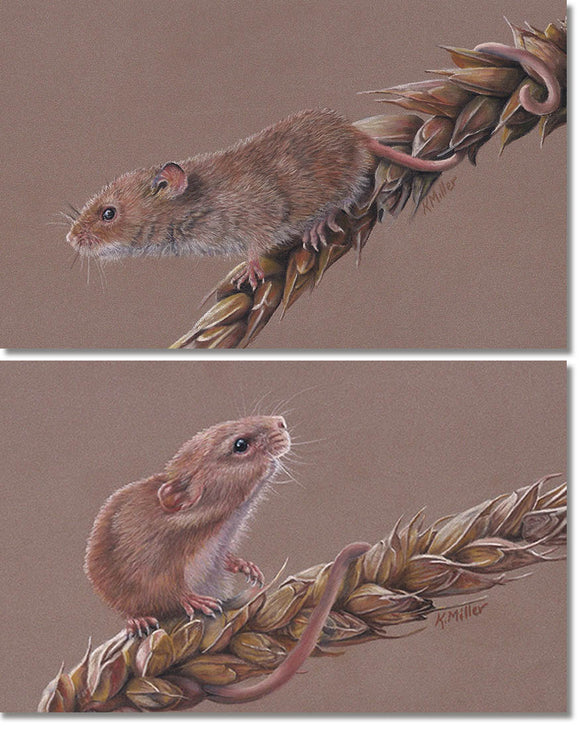 2 original pastel paintings of a harvest mouse on stalks of wheat by award winning artist Kathie Miller. Sold as a set, prints available