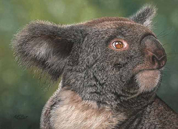 Original pastel portrait of a koala by award winning artist Kathie Miller. Prints available.