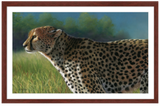 Pastel portrait print of a cheetah in the bright morning sun with a mahogany frame and 2” white mat. Rendered in a photo realistic style by award winning artist Kathie Miller.