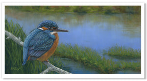 On The Lookout - Common Kingfisher | Fine Art Prints