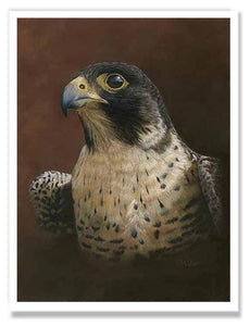 Pastel painting print of a Peregrine Falcon. Rendered in a realistic style by award winning artist Kathie Miller.