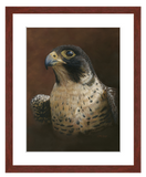 Pastel painting print of a Peregrine Falcon with a mahogany frame and 2” white mat. Rendered in a realistic style by award winning artist Kathie Miller.