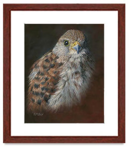 Pastel painting print of an American Kestrel with a mahogany frame and 2” white mat. Rendered in a realistic style by award winning artist Kathie Miller.