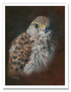 Pastel painting print of an American Kestrel. Rendered in a realistic style by award winning artist Kathie Miller.