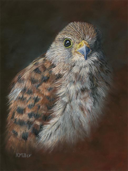 9” x 12” original pastel painting of an American Kestrel rendered in a realistic style by award winning artist Kathie Miller. Originals sold unframed. Prints available.