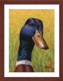 Pastel portrait of a mallard duck with a mahogany frame and 2” white mat. Rendered in a contemporary style using bold strokes and bright colors by award winning artist Kathie Miller.