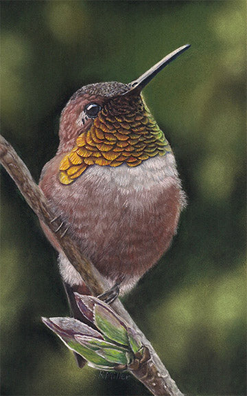 Original pastel painting of a Rufus Hummingbird at rest by award winning artist Kathie Miller. Prints available.