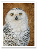 Pastel painting print of a snowy owl on gold leaf background. Rendered in a realistic style by award winning artist Kathie Miller.