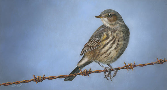 14” x 8” Original pastel portrait of a Yellow Rumped Warbler on a barbed wire fence rendered in a realistic style by award winning artist Kathie Miller. Prints available