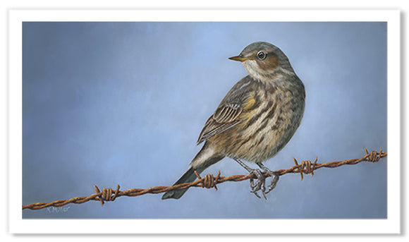 Pastel portrait print of  a Yellow Rumped Warbler on a barbed wire fence. Rendered in a realistic style by award winning artist Kathie Miller.