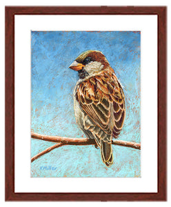 A Short Pause - House Sparrow | Fine Art Prints