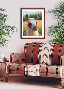 Pastel portrait print of alpaca on a sunny day with a mahogany frame and 2” white mat hanging in a western style living room. Rendered in a contemporary style using bold strokes and bright colors by award winning artist Kathie Miller. 