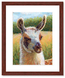 Pastel portrait print of alpaca on a sunny day with mahogany frame and 2” white mat. Rendered in a contemporary style using bold strokes and bright colors by award winning artist Kathie Miller. 