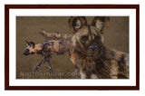 African Wild Dogs painting with walnut frame by award winning artist Kathie Miller