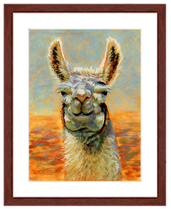 Pastel portrait of an alpaca with a mahogany frame and white mat. Rendered in a contemporary style using bold strokes and bright colors by award winning artist Kathie Miller. 