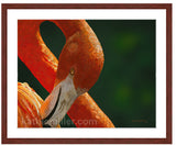 American Flamingo painting with mohogany frame by award winning artist Kathie Miller. Prints available