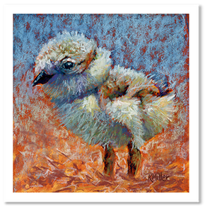 Pastel portrait of a plover chick in the bright sun. Rendered in a  contemporary style using bold strokes and bright colors by award winning artist Kathie Miller.