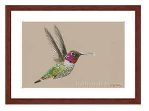 Anna's hummingbird painting with mahogany frame by wildlife artist Kathie Miller.  Prints available. 