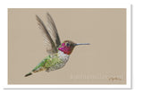 Anna's hummingbird painting by wildlife artist Kathie Miller.  Prints available. 