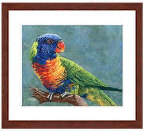 Pastel portrait of a rainbow lorikeet. Print with a mahogany frame and 2” white mat. Rendered in a contemporary style using bold strokes and bright colors by award winning artist Kathie Miller. 