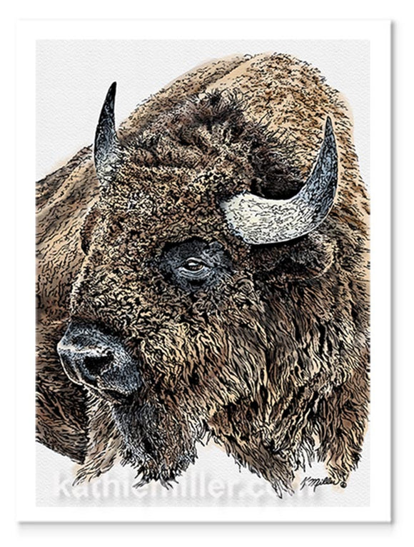 Ink and watercolor portrait of an American Bison by award winning artist Kathie Miller