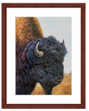Bison with mahogany frame by award winning artist Kathie Miller.