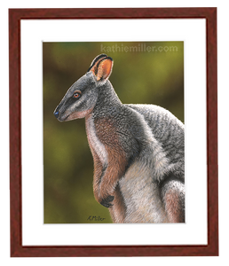 Black Striped Wallaby pastel with mahogany frame by award winning artist Kathie Miller.
