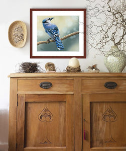 Blue Jay | Fine Art Prints