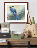 Blue Jay | Fine Art Prints