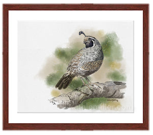 California Quail painting with mahogany frame by wildlife artist Kathie Miller. Prints available. 