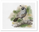 California Quail painting by wildlife artist Kathie Miller. Prints available. 