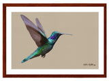 Charming Hummingbird Painting with mahogany frame by wildlife artist Kathie Miller.  Prints available. 