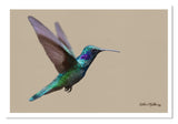 Charming Hummingbird Painting by wildlife artist Kathie Miller.  Prints available. 