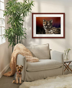 Cheetah Portrait II Fine Art Print