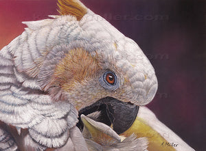 Cockatoo original pastel by award winning artist Kathie Miller. Prints available.