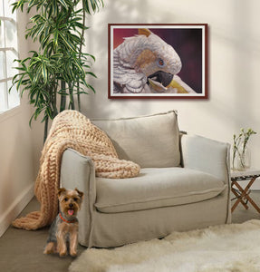 Pastel portrait print of a white cockatoo with a mahogany frame and 2: white mat hanging in a living room corner sitting area.Rendered in a contemporary style using bold strokes and bright colors by award winning artist Kathie Miller