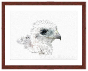 Coopers Hawk Chick Drawing with mahogany frame by wildlife artist Kathie Miller. Prints available. 