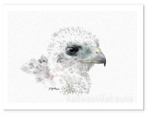 Coopers Hawk Chick Drawing by wildlife artist Kathie Miller. Prints available. 