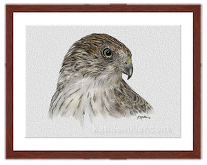 Coopers Hawk painting with mahogany frame by wildlife artist Kathie Miller. Prints available. 