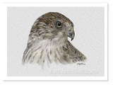 Coopers Hawk painting by wildlife artist Kathie Miller. Prints available. 