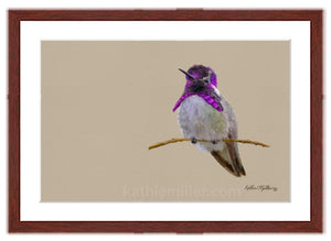 Costa's Hummingbird painting with mahogany frame by wildlife artist Kathie Miller. Prints available.