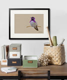 Costas Hummingbird-Kathie Miller